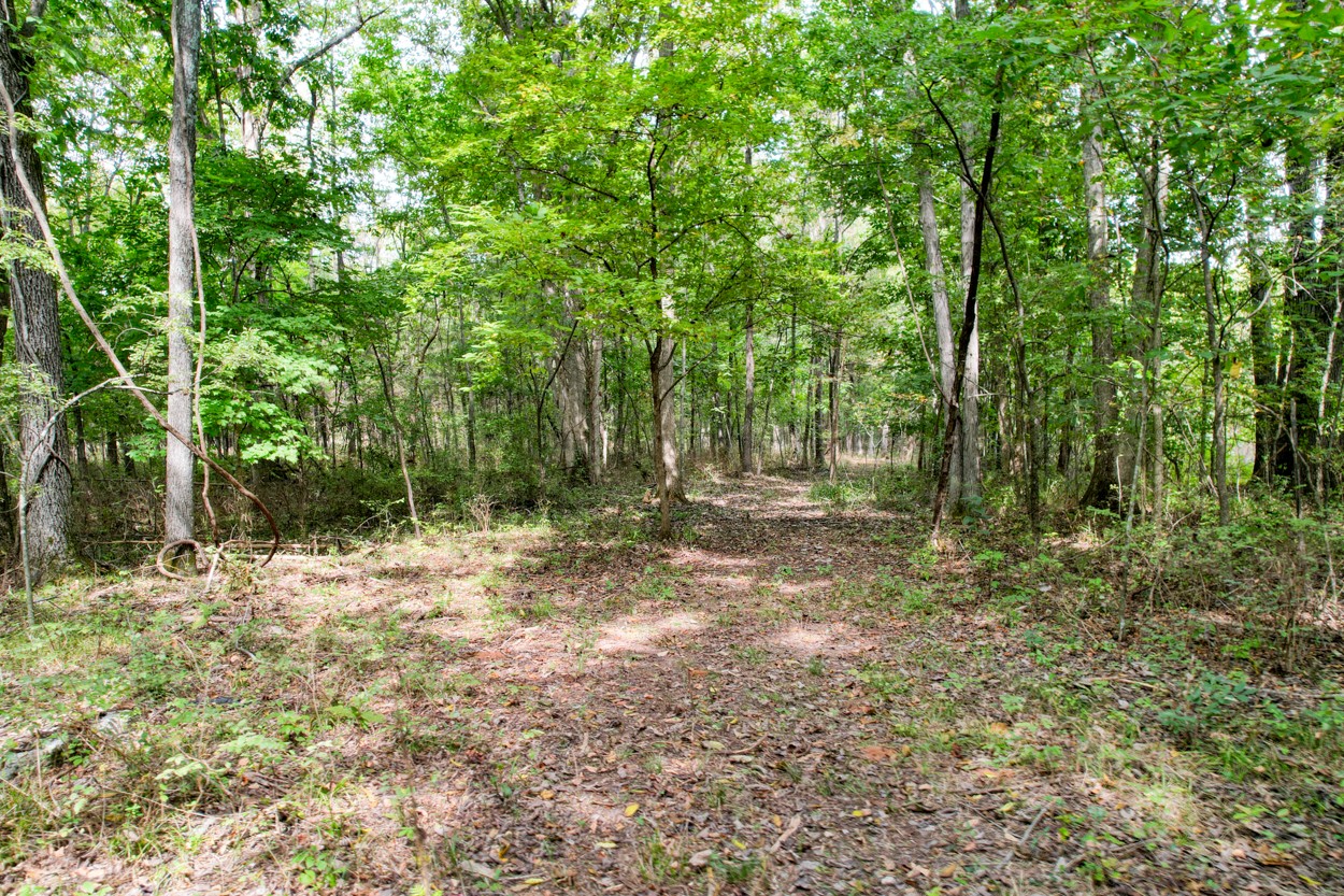1775 Beckwith Road Mount Juliet, TN 37122 - Photo 18 of 64 a fire pit in middle of forest