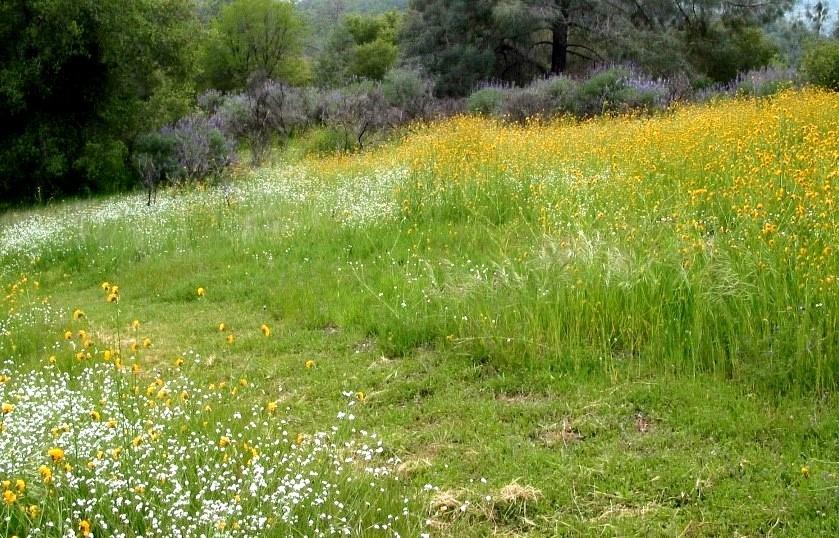 43988 Trabuco Road Coarsegold, CA 93614 - Photo 54 of 62 Gallery Image 54