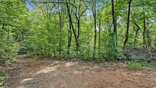 a view of a yard with lots of trees