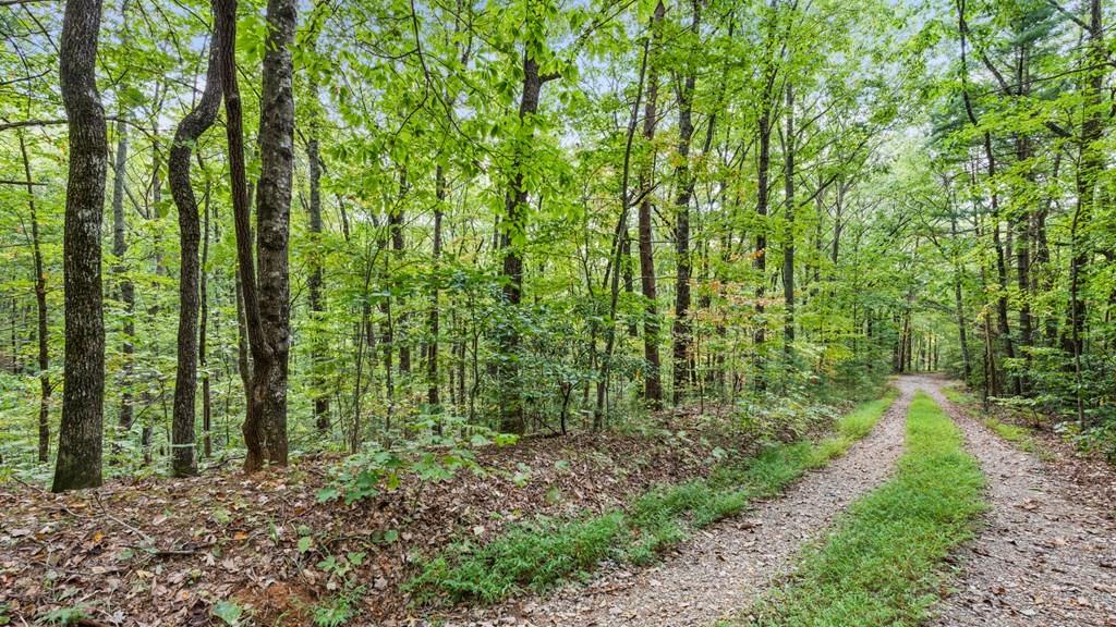 23 B Lake View Road Cherry Log, GA 30522 - Photo 9 of 13 a big yard with lots of trees
