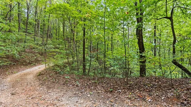 a plant is in between the bunch of trees