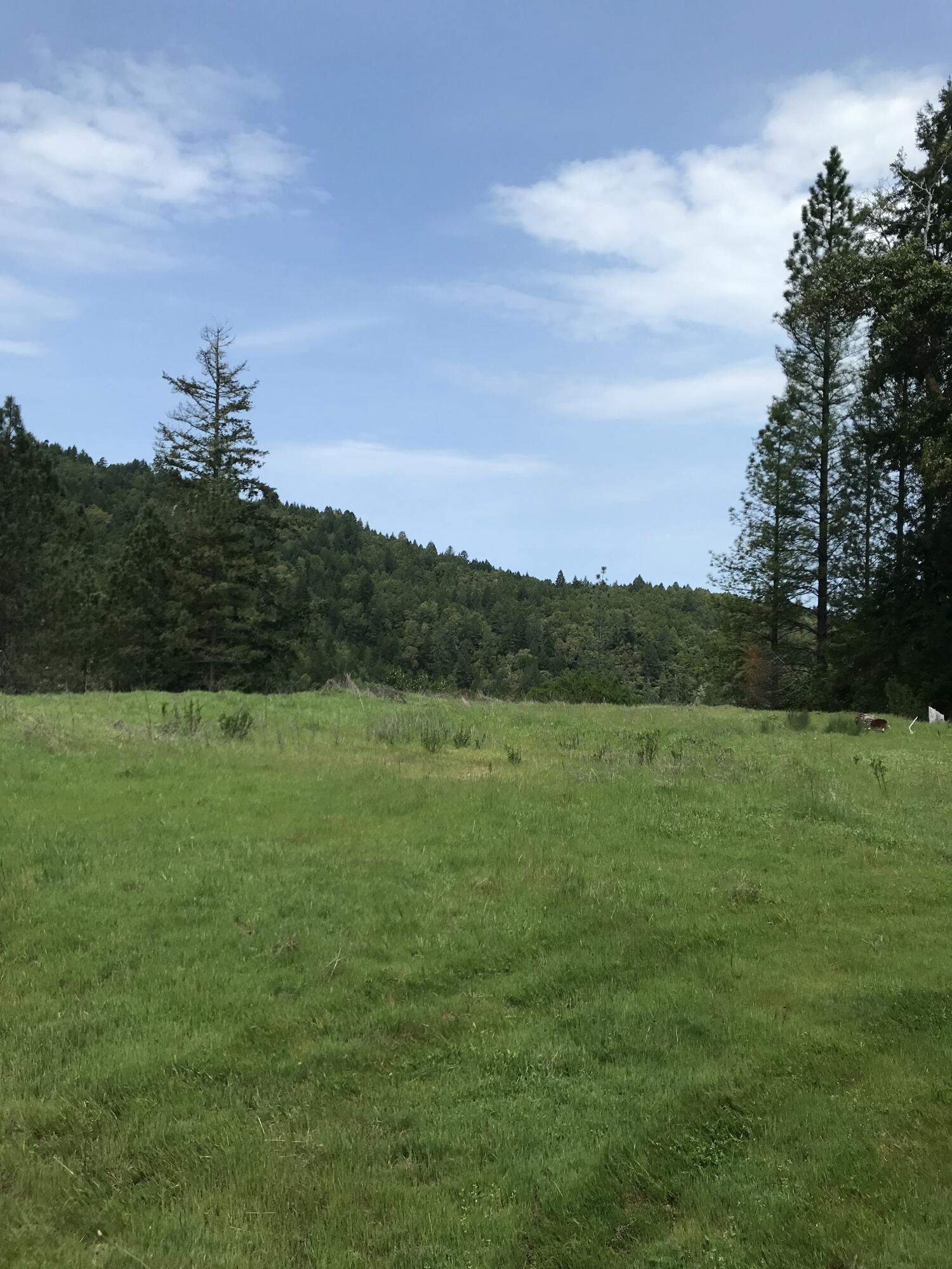 40-acres 40-acres Dugins Mill Road Point Arena, CA 95468 - Photo 3 of 24