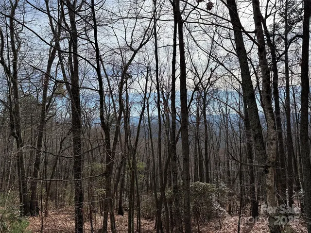 a view of a forest filled with trees