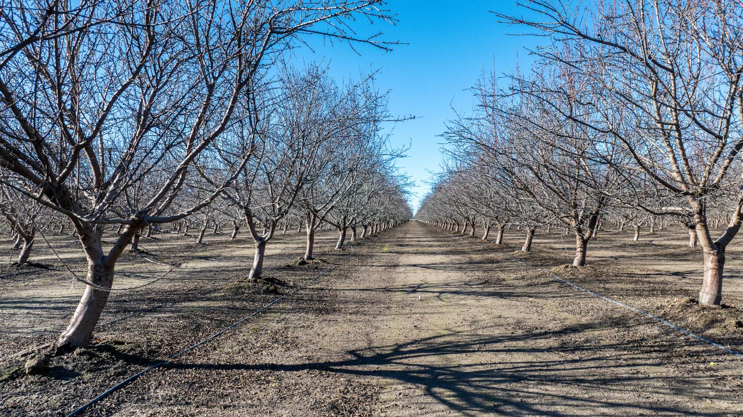 11097 South Union Road Manteca, CA 95336 - Photo 14 of 22 a backyard of a house