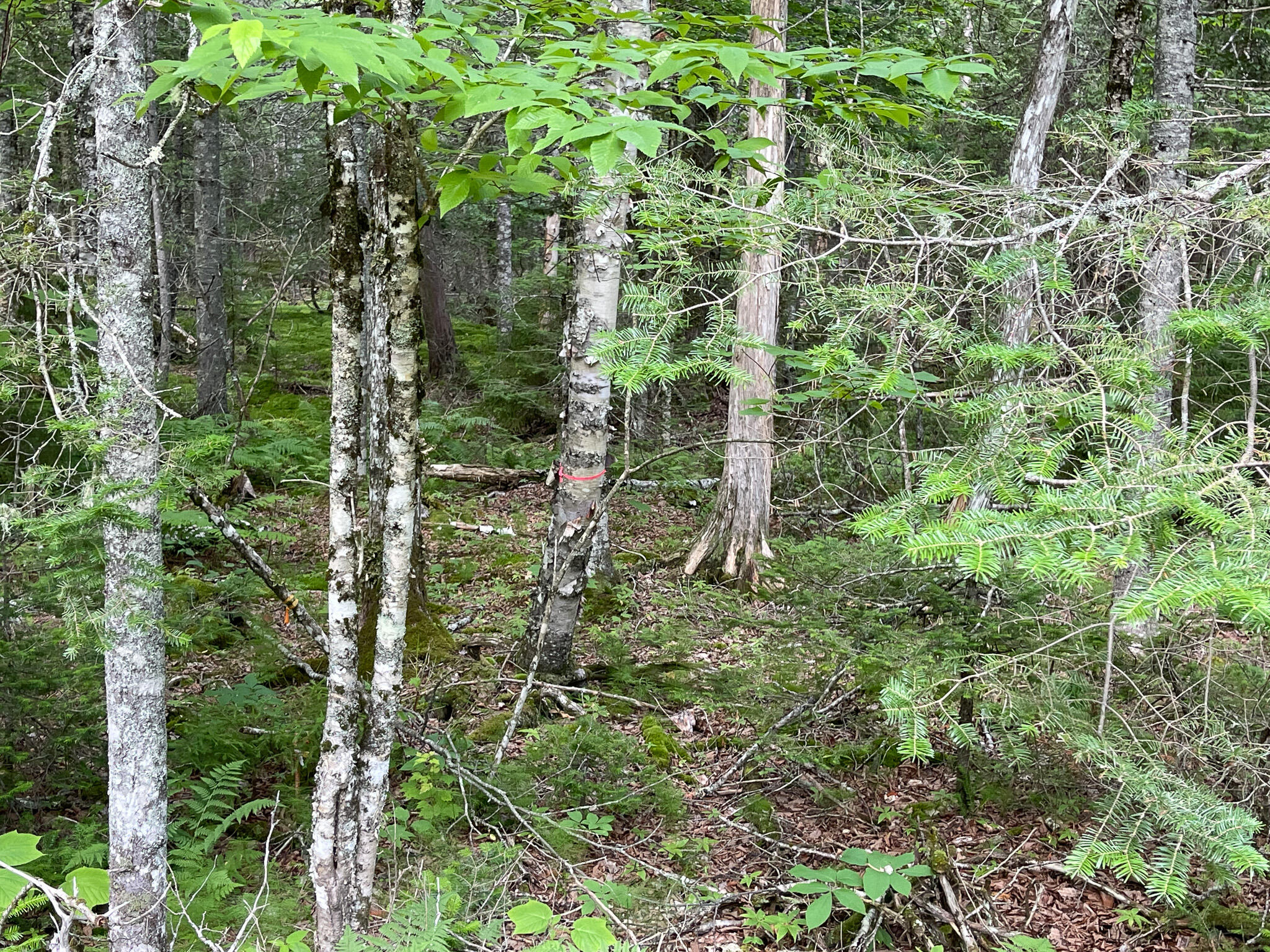 Lot 58 Coffins Neck Road Lubec, ME 04652 - Photo 10 of 11 IMG_4662
