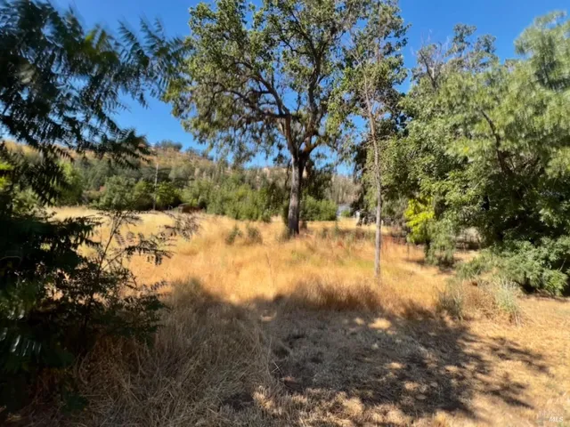 a view of a yard with a tree