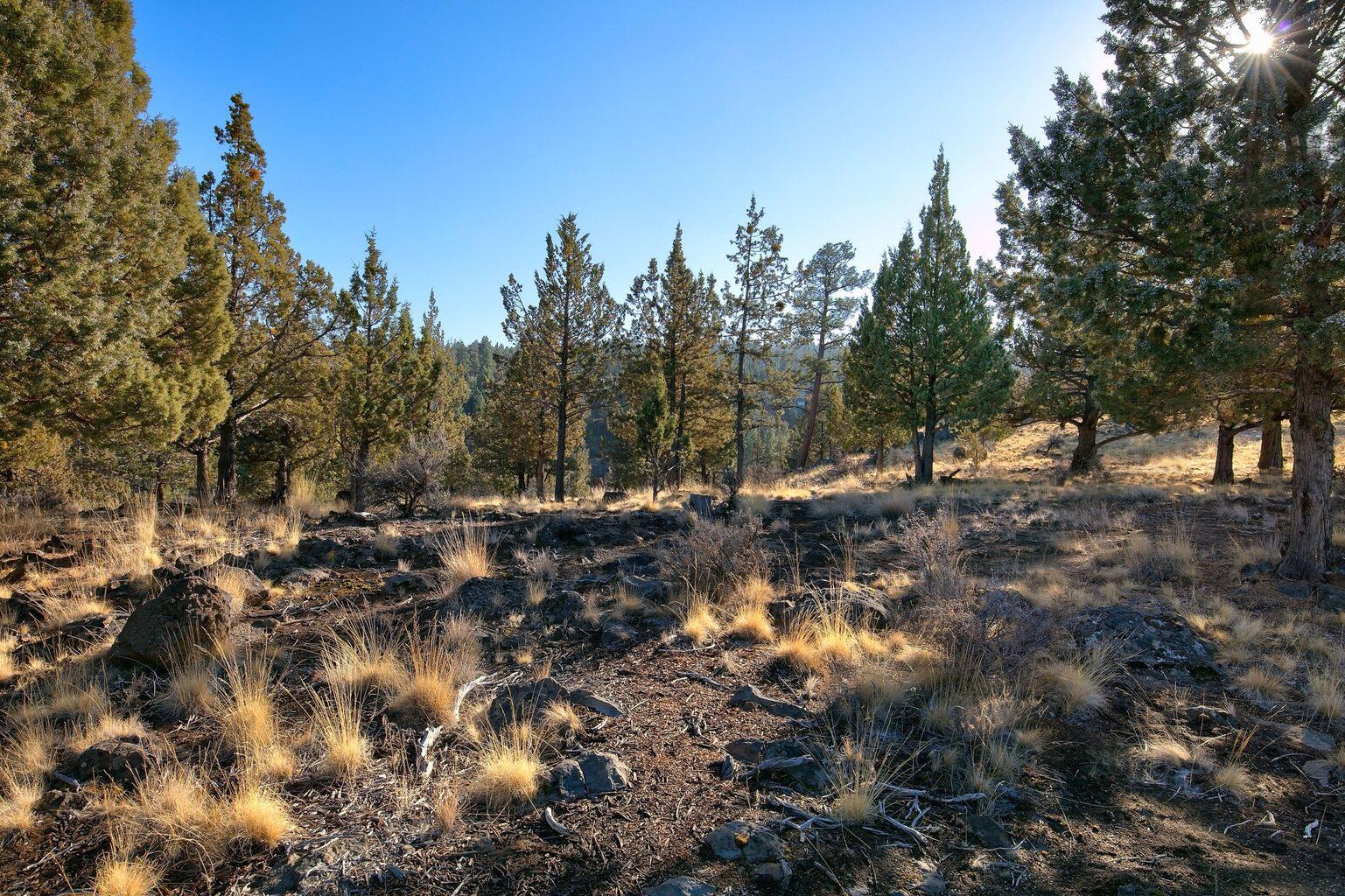 1584 Northwest Wild Rye Circle Bend, OR 97703 - Photo 3 of 30 20201201165348796948000000-o