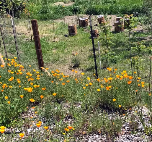 $525,000 | 8700 Butts Canyon Road, Pope Valley, CA 94567