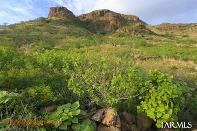 11 Pinnacle Gulch Court Rio Rico, AZ 85648 - Photo 10 of 15 a view of a large yard with lots of bushes