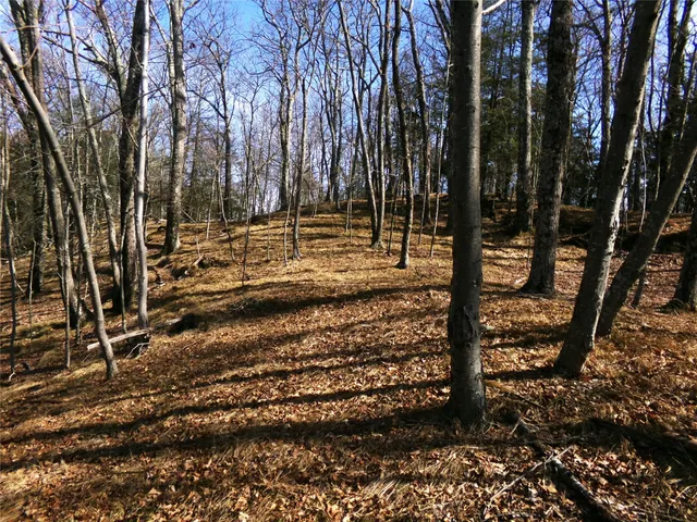 a view of a yard with trees