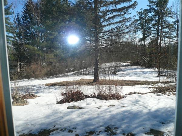 563 Montague Road Amherst, MA 01002 - Photo 6 of 15 a view of a yard with a tree