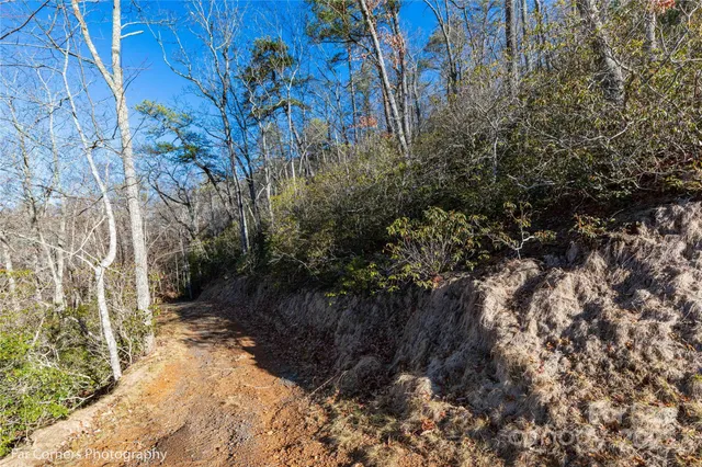 a view of a yard with lots of trees