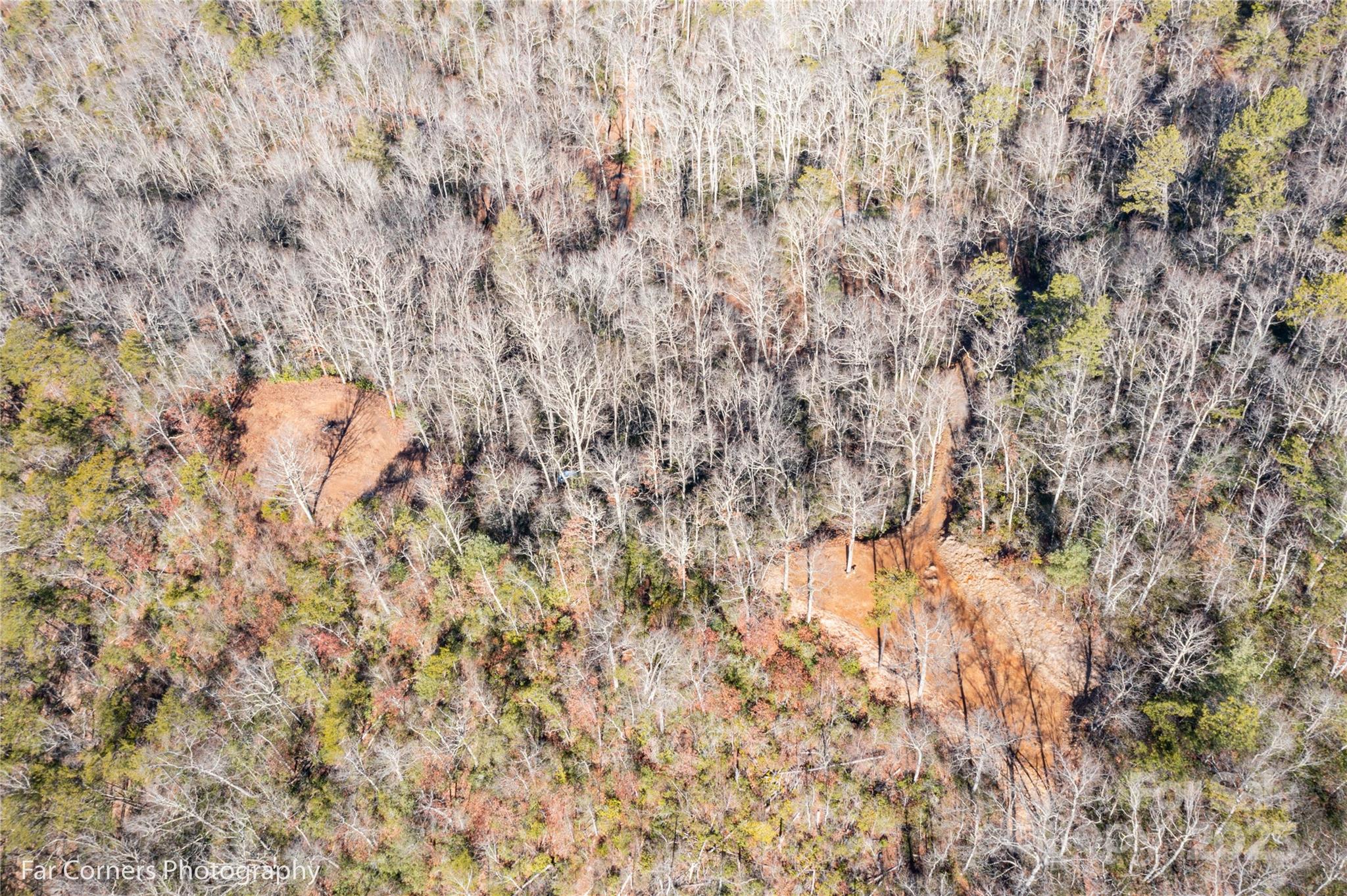 0 Sourwood Road Canton, NC 28716 - Photo 29 of 35 a close up of a plant