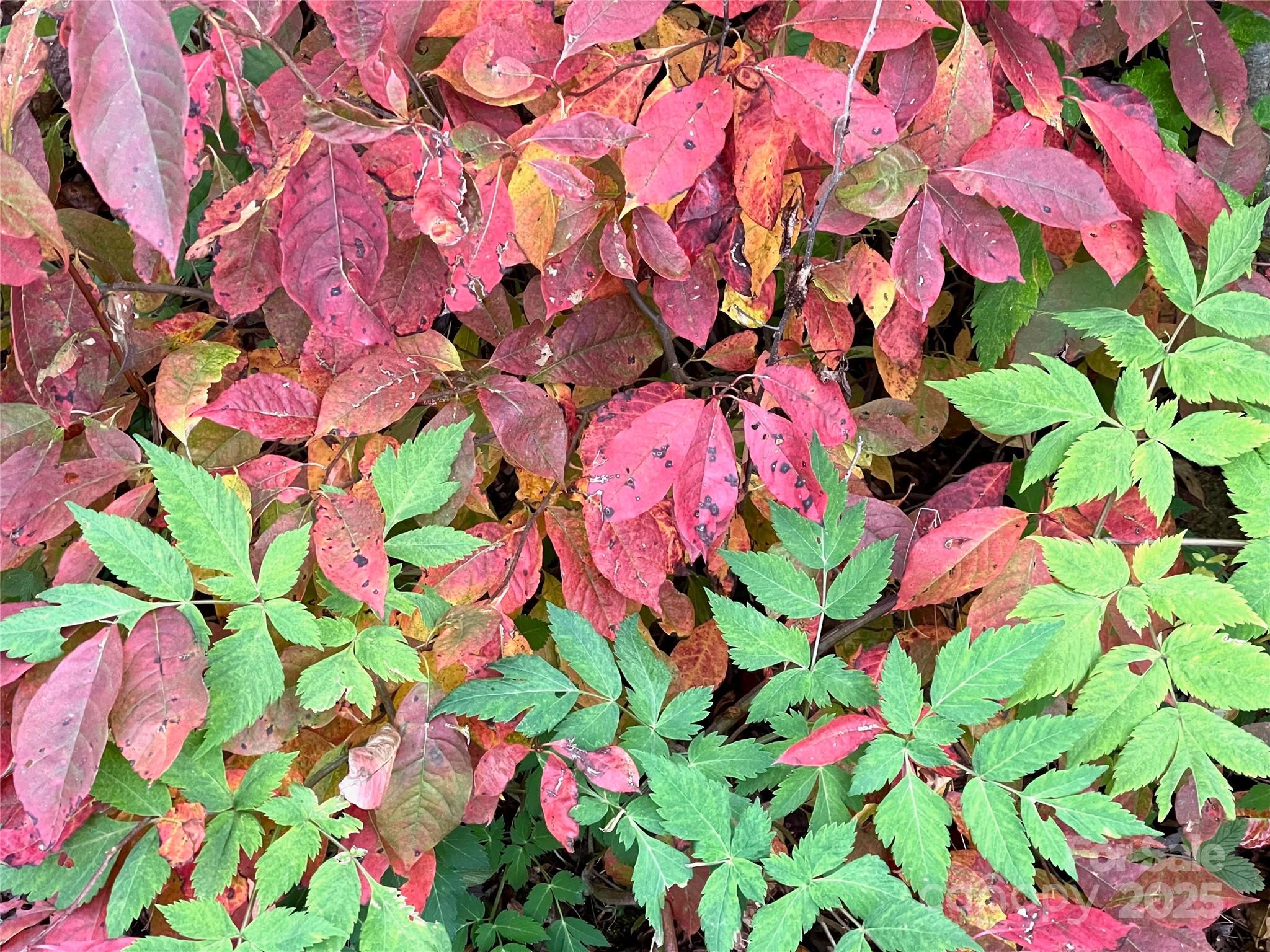 0 Sourwood Road Canton, NC 28716 - Photo 35 of 35 a flower lots of flowers