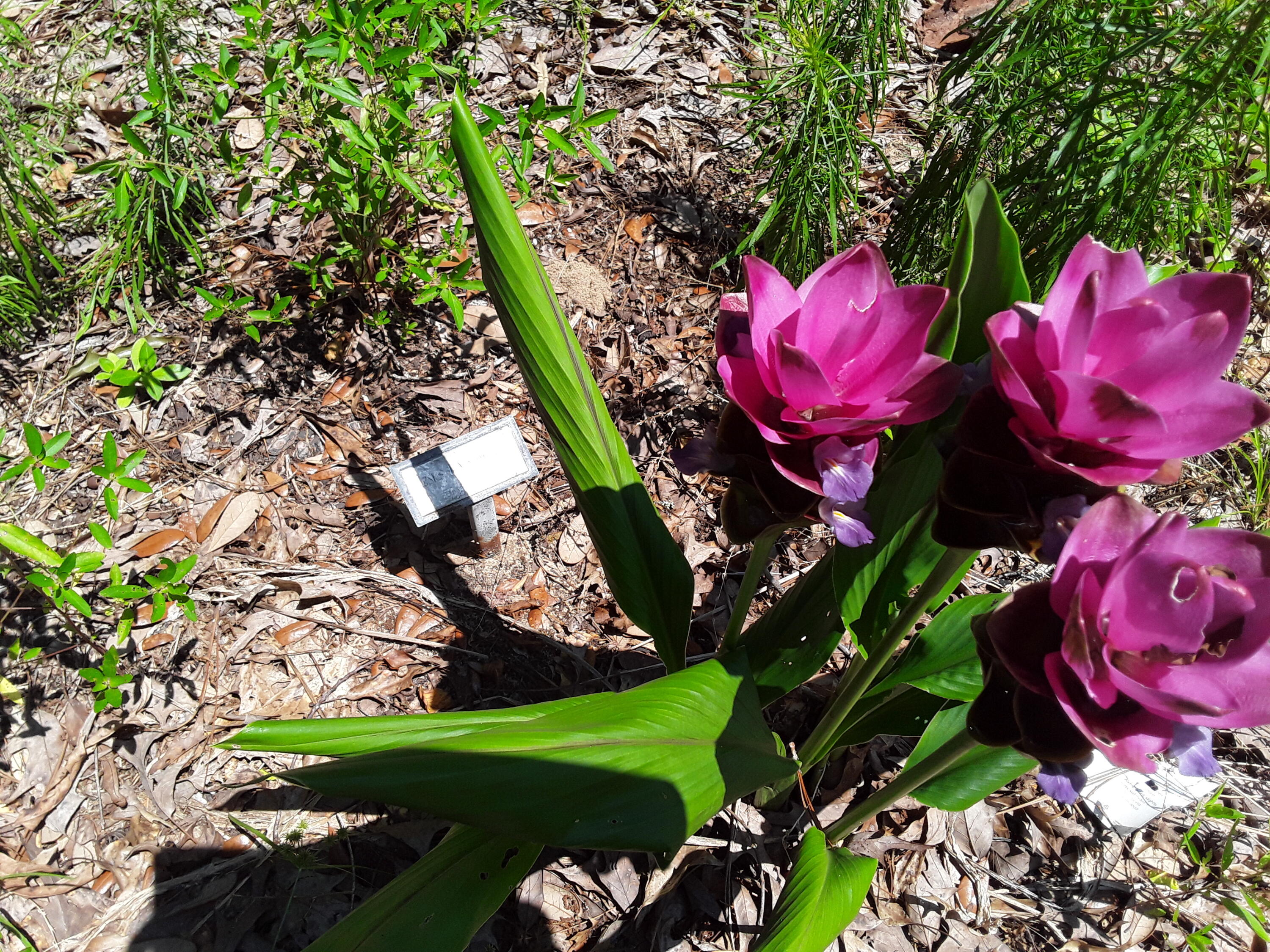 3074 King Lake Road DeFuniak Springs, FL 32433 - Photo 59 of 60 Beautiful Flowers 2