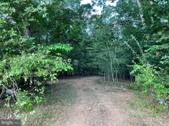 a view of a forest with trees in the background