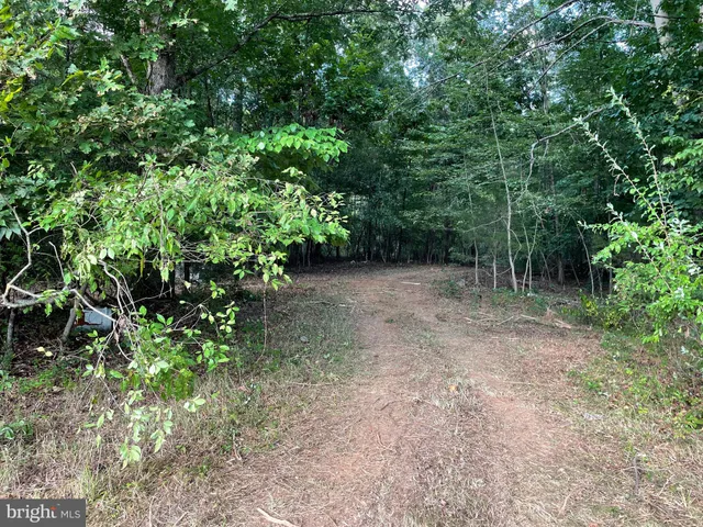 a view of a forest with trees in the background