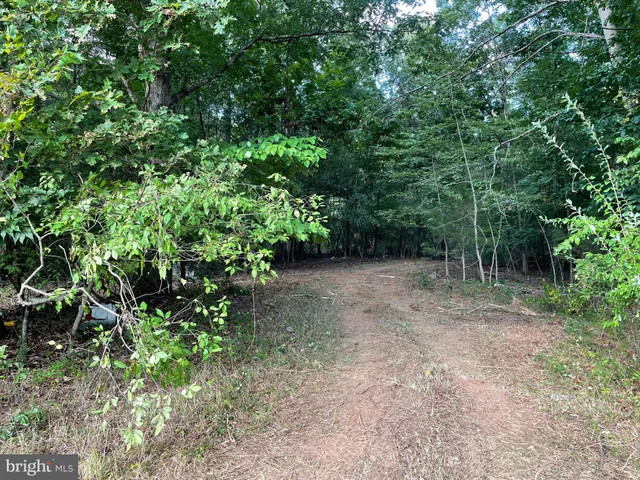 a view of a forest with trees in the background
