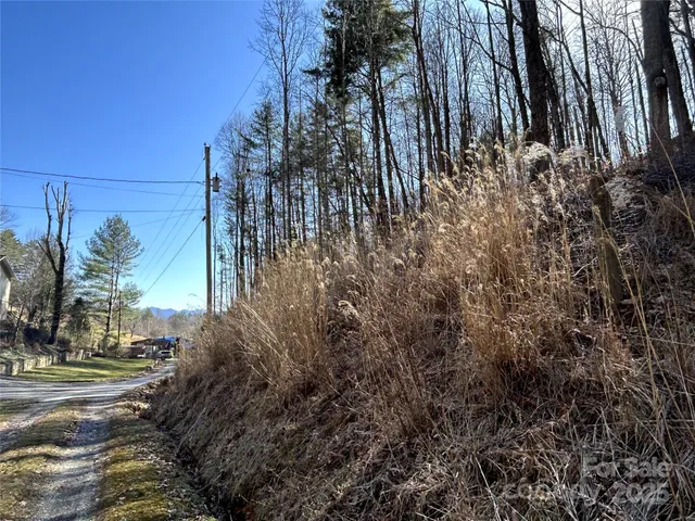 a view of a yard with plants and trees