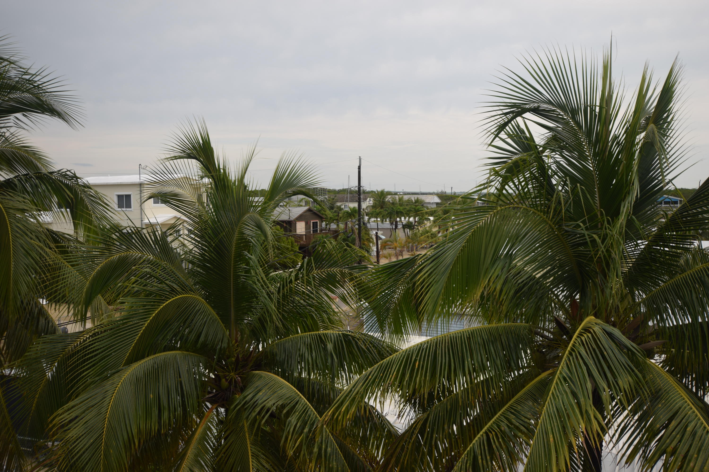 151 Long Key Road Key Largo, FL 33037 - Photo 29 of 35 overlooking beautiful Palms