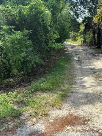 a view of a forest with a street