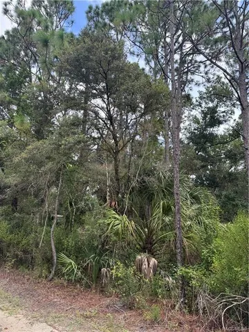 a backyard of a house with lots of trees