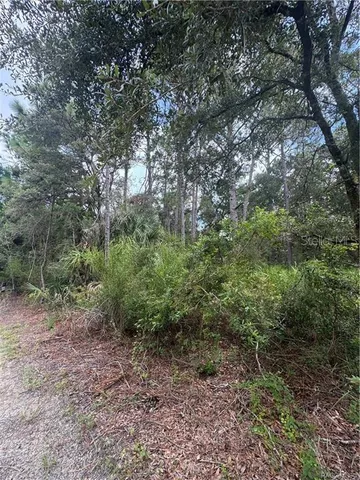 a view of a forest that has large trees