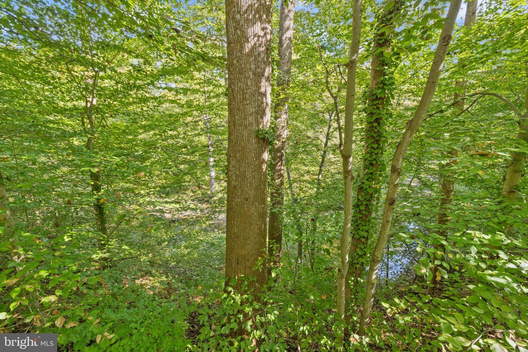 6501 Orono Court Springfield, VA 22152 - Photo 41 of 47 Woods behind TH