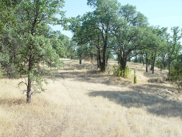 a view of yard with trees