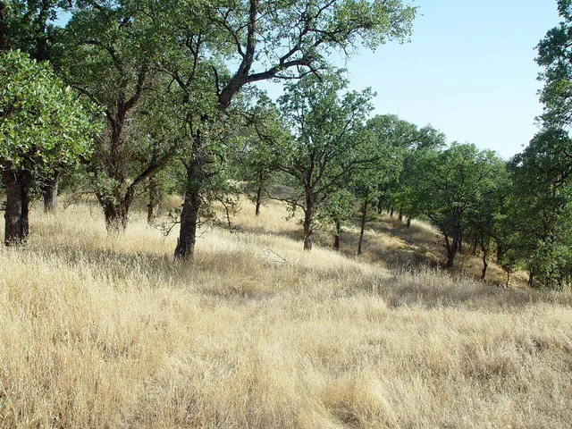a view of yard with trees