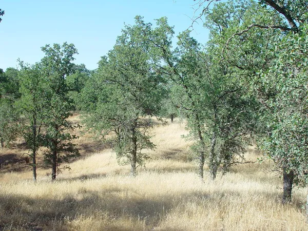 a view of river covered by trees and trees