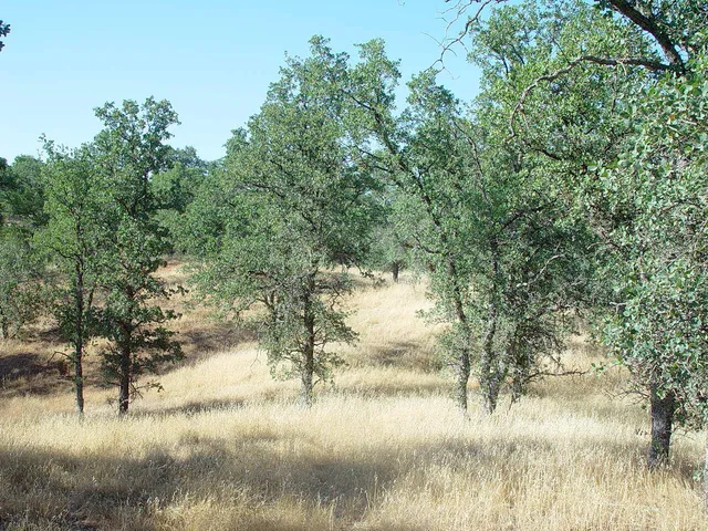 a view of river covered by trees and trees
