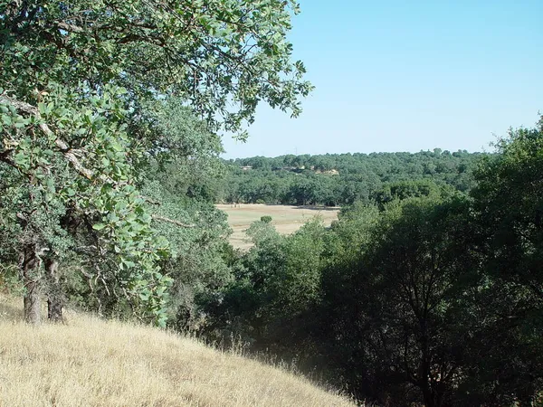 a view of a lake with lush green forest