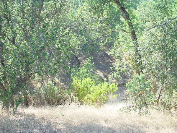 a view of a yard with a tree