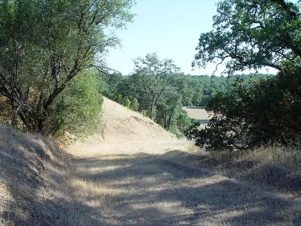 a view of a dry yard with trees and stairs