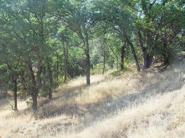 a view of a forest with trees in the background