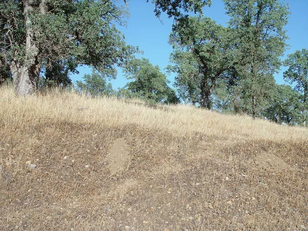 a view of a lake with lots of trees