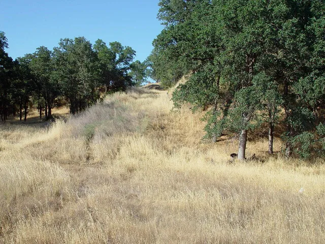 a view of a yard with trees in the background