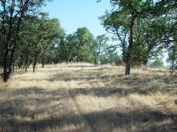 a view of yard with trees