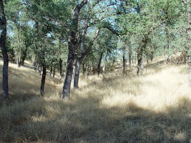a view of river covered with trees