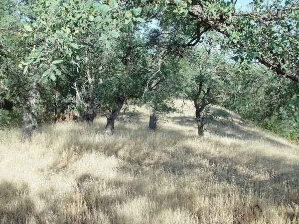 a view of a forest with trees in the background