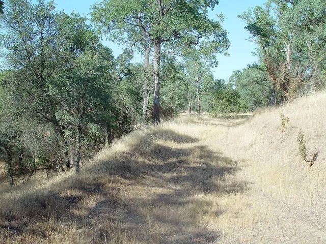 a view of a dry yard with trees