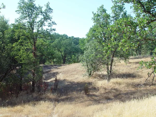 a view of a yard with a tree