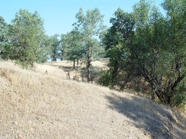 a view of a yard with trees
