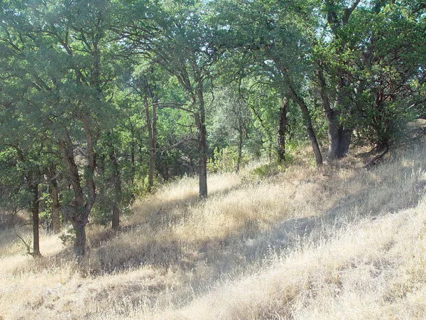 a view of a forest with trees in the background