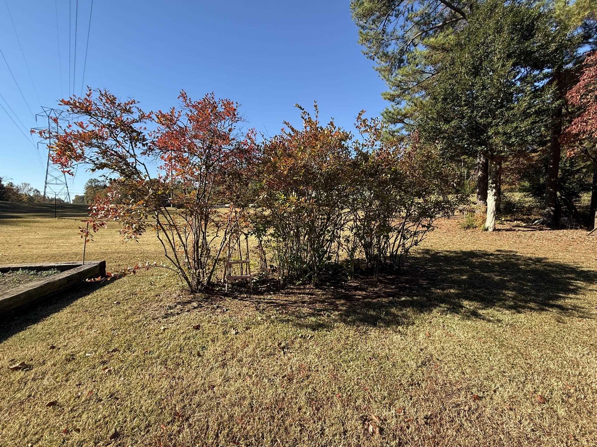 305 State Rd S-11-492 Gaffney, SC 29340 - Photo 35 of 40 Blueberry Bushes