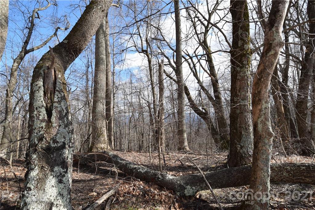 3058 Laurel Valley Road Mars Hill, NC 28754 - Photo 21 of 36 Gallery Image 21