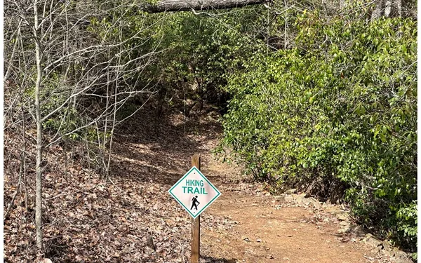 a view of a tree with a yard