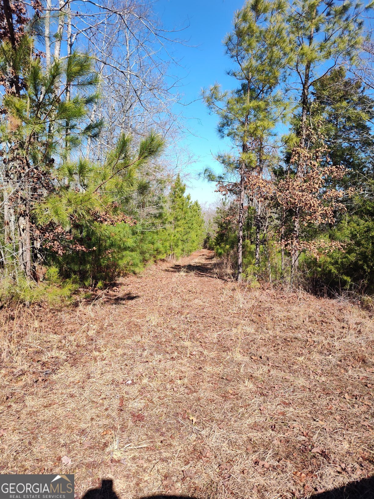 1862 Pearl Mill Road Elberton, GA 30635 - Photo 11 of 16 a view of a yard with a tree
