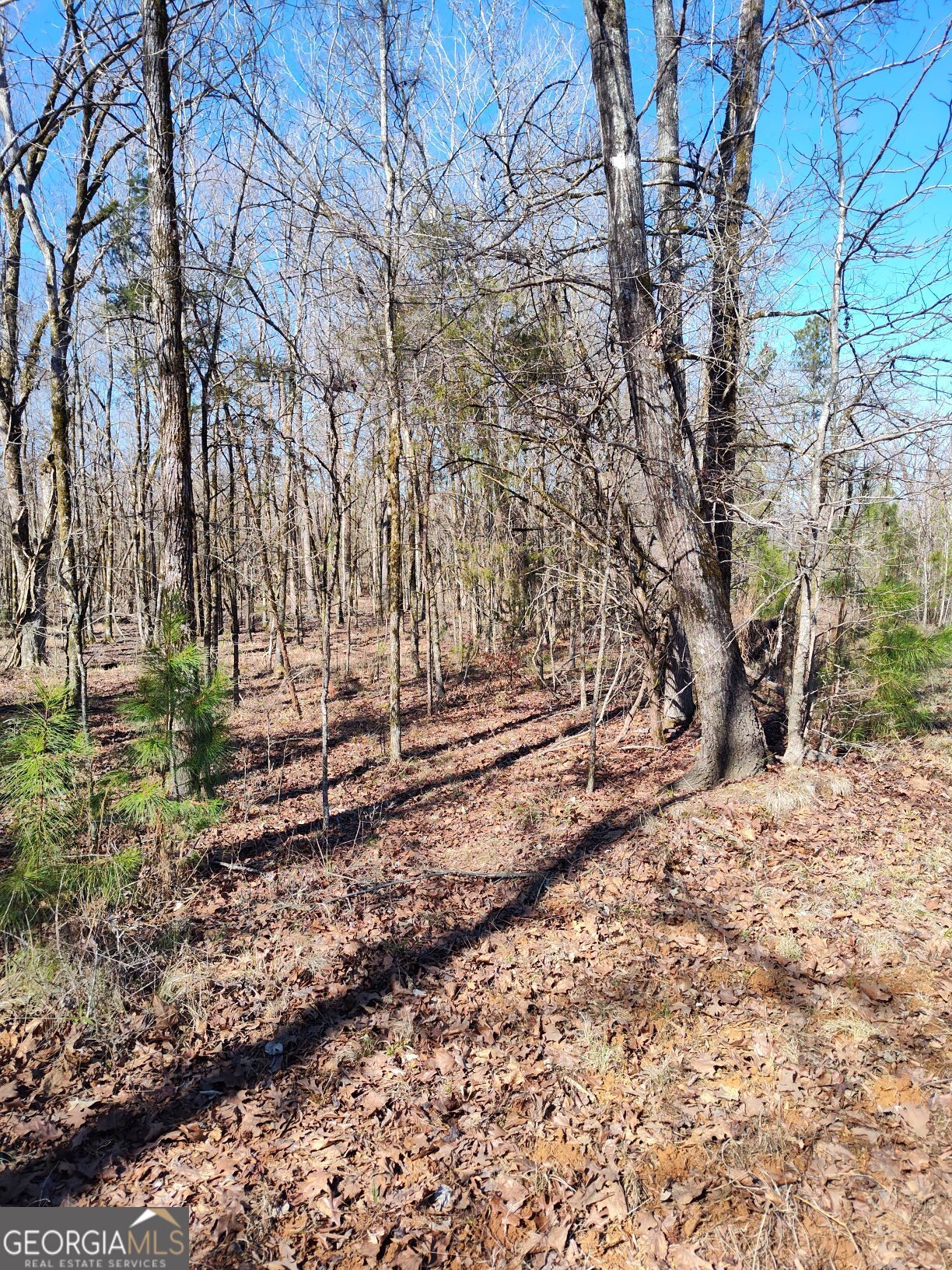 1862 Pearl Mill Road Elberton, GA 30635 - Photo 12 of 16 a view of a yard with a tree